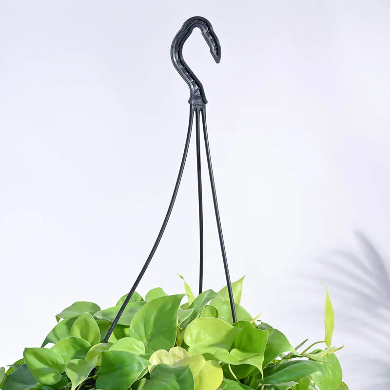 Ugaoo Philodendron Oxycardium Golden with Hanging Pot media 4