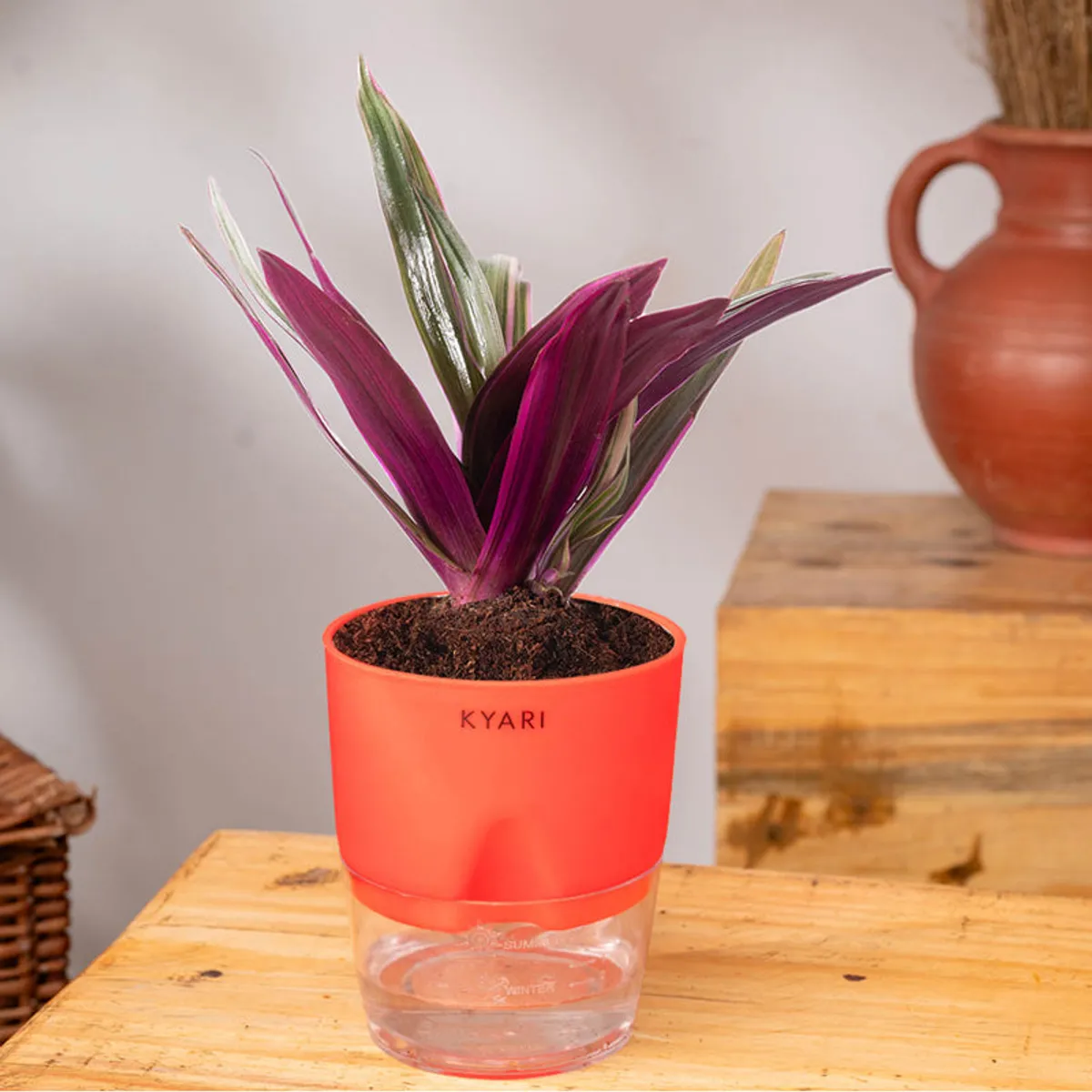 Purple-green oyster plant in a red pot displayed on a wooden table