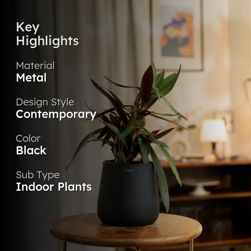Kyari Oyster Plant With Metal Self Watering Pot - Black media 2