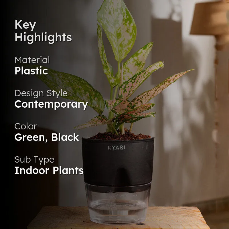 Kyari Agalonema Snow Plant With Self Watering Pot (Black) - 18 cm media 2