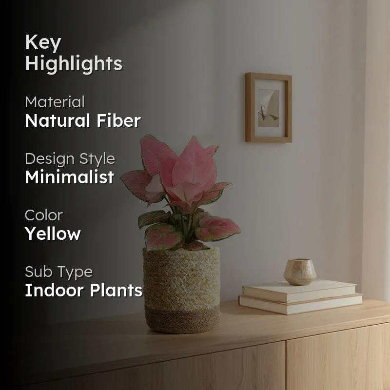 Greenkin Aglaonema Pink Live Plant with Jute Planter - Yellow media 2