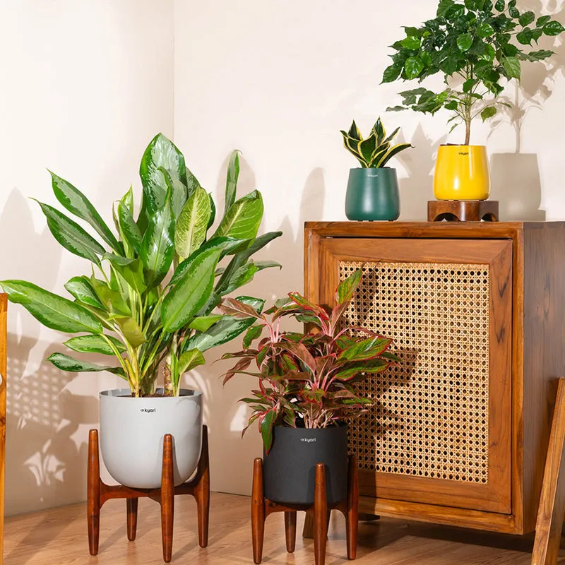 Kyari Agalonema Lipstick Plant With Metal Self Watering Pot (Beige) - 1.6 ft media 4
