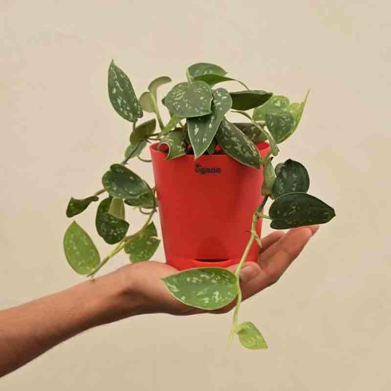 Ugaoo Satin Pothos Argyraeus Plant media 6