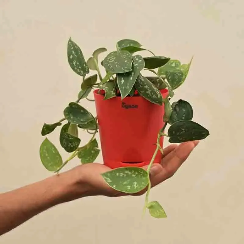 Ugaoo Satin Pothos Argyraeus Plant media 6
