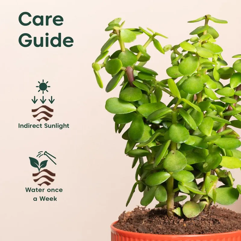 Kyari Jade Plant with Self Watering Pot - Red media 5
