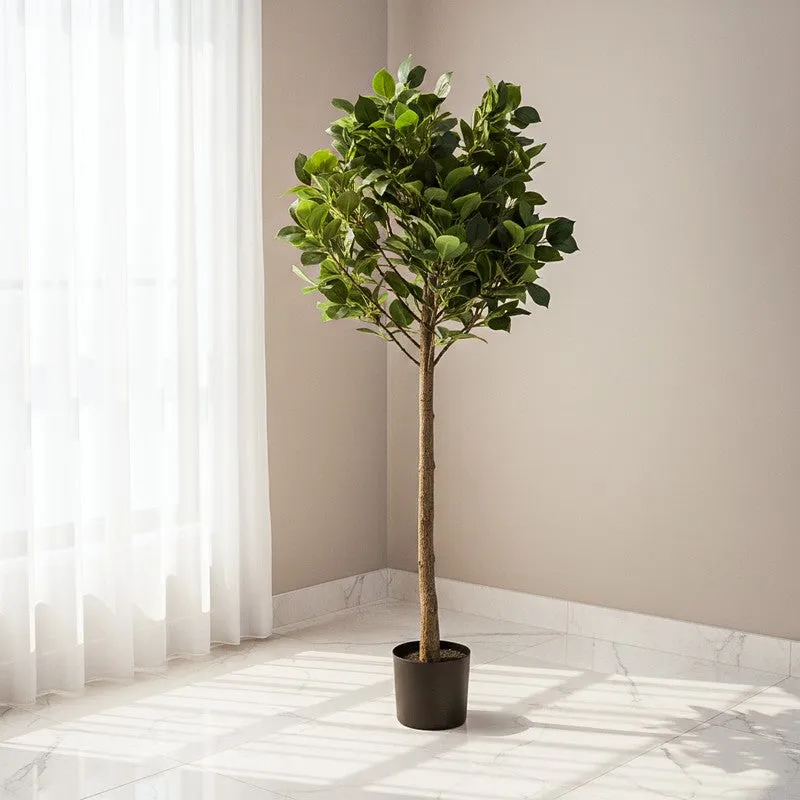 Modern Lush Southern Magnolia Plant without Pot - 4.2 Feet media 3