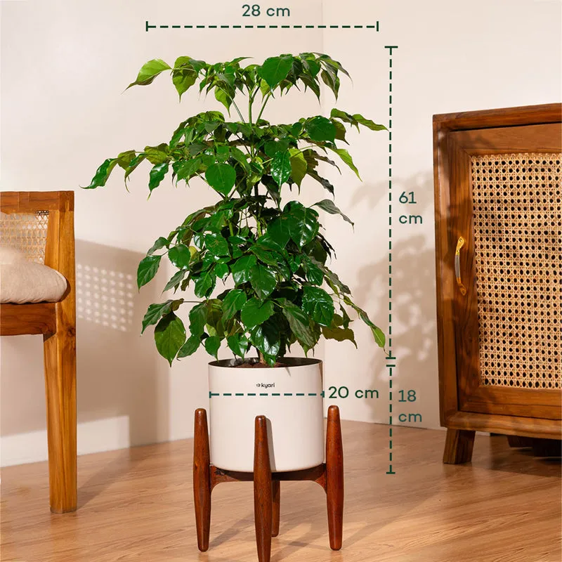 Kyari China Doll Plant With Metal Pot (Beige) - 2.5 Feet media 5
