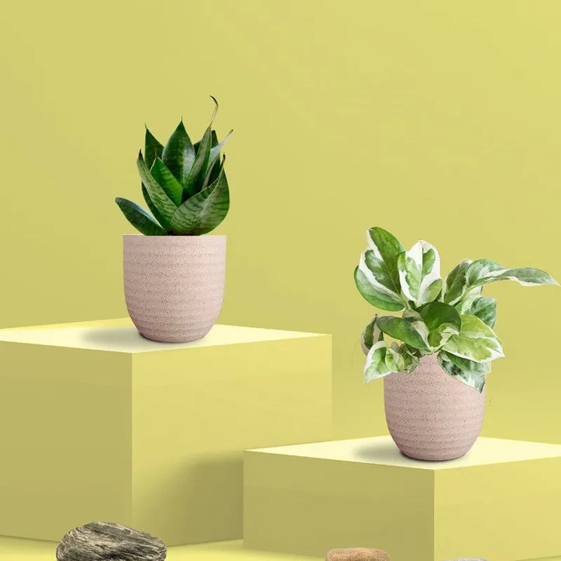 Greenkin Money Plant NJoy & Snake Live Plants (Ivory) - Set Of Two media 3