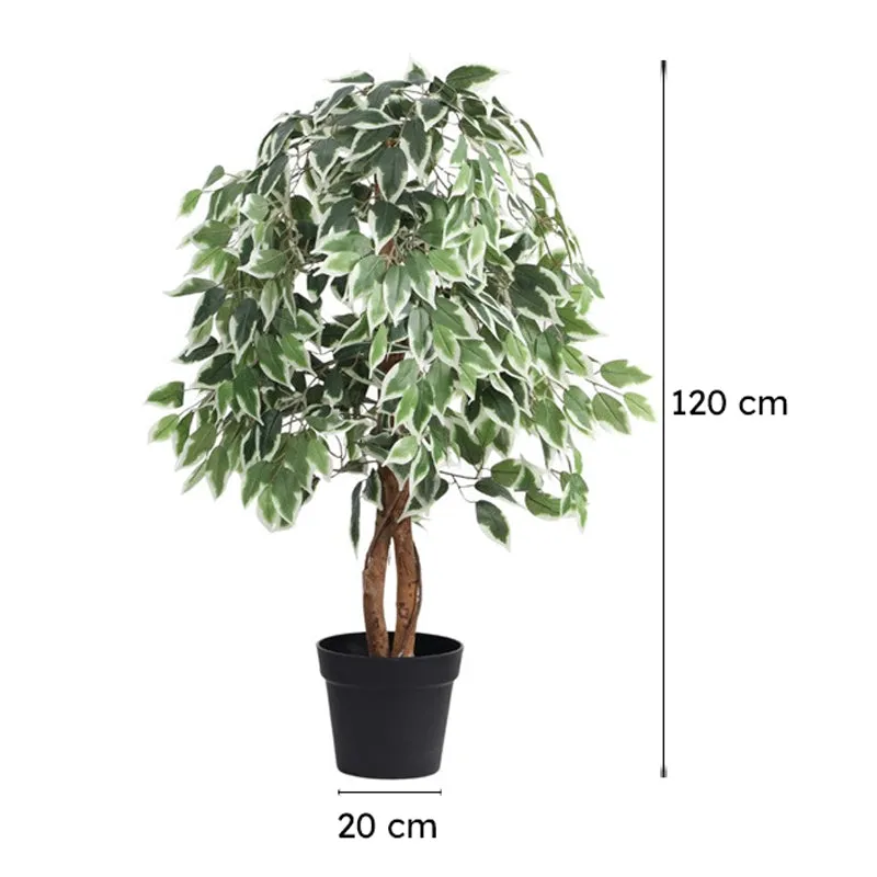Artificial Variegated Ficus Plant With Black Plastic Pot - 4 ft media 10