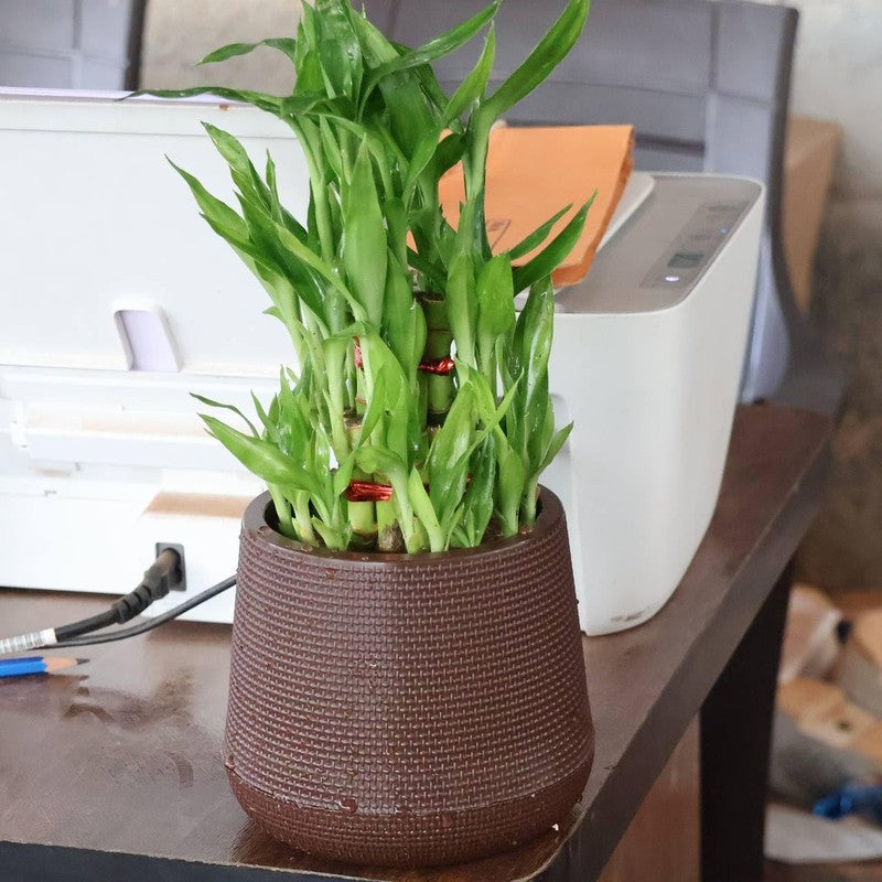 Pure Stem Pot - Brown media 3