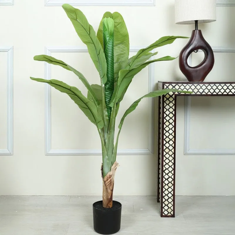 FreshForm Banana Plant With Black Fiber Pot - 4.3 Feet media 3