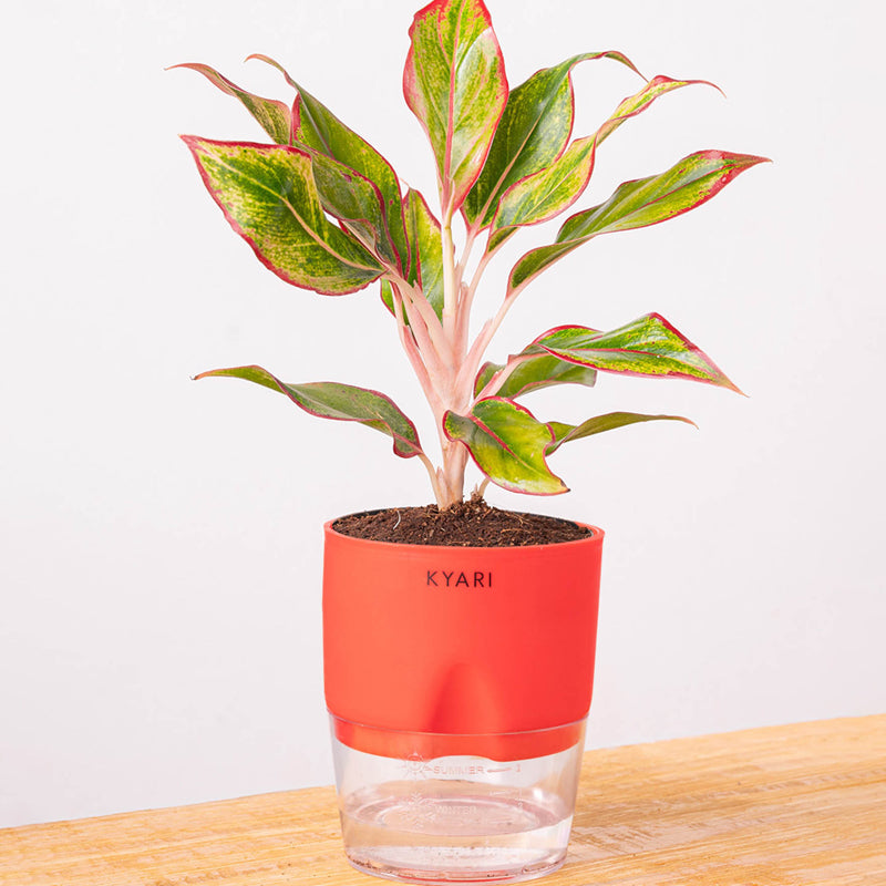 Kyari Aglonema Lipstick With Self Watering Pot - Red media 6