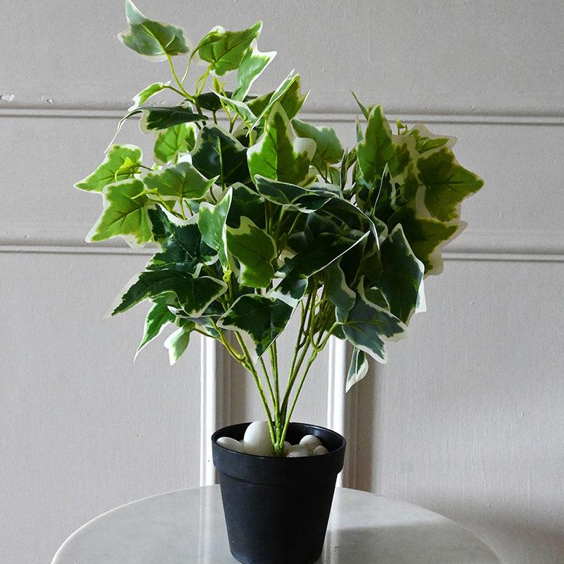 Faux Everlasting English Ivy Plant With Black Plastic Pot - 48 cm media 3