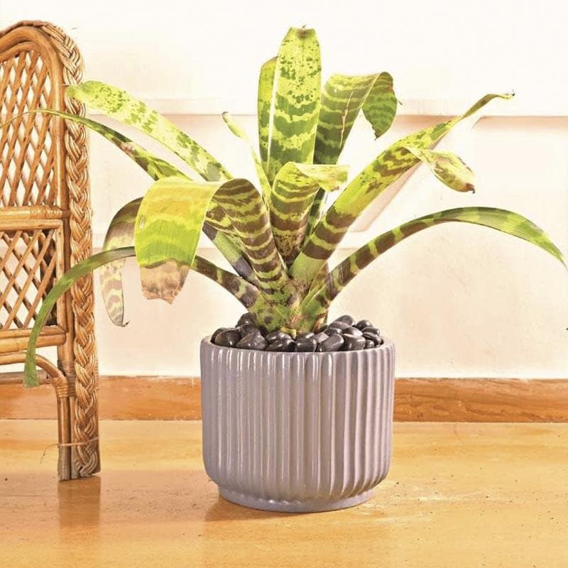 Ugaoo Phoenix Ceramic Pot (25 CM) - Grey media 3