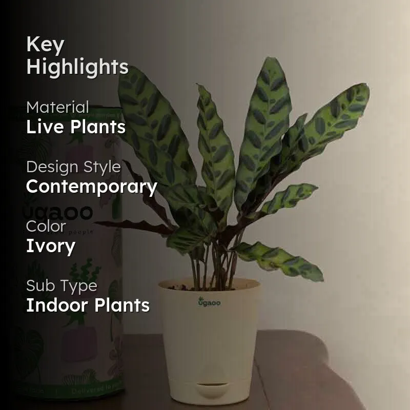Ugaoo Calathea Rattlesnake Plant media 2