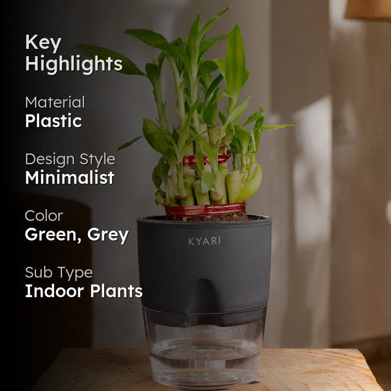 Kyari 2-Layer Lucky Bamboo With Self Watering Pot (Grey) - 18 cm media 2