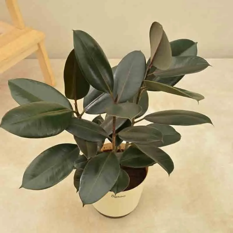 Ugaoo Rubber Plant - Large media 5