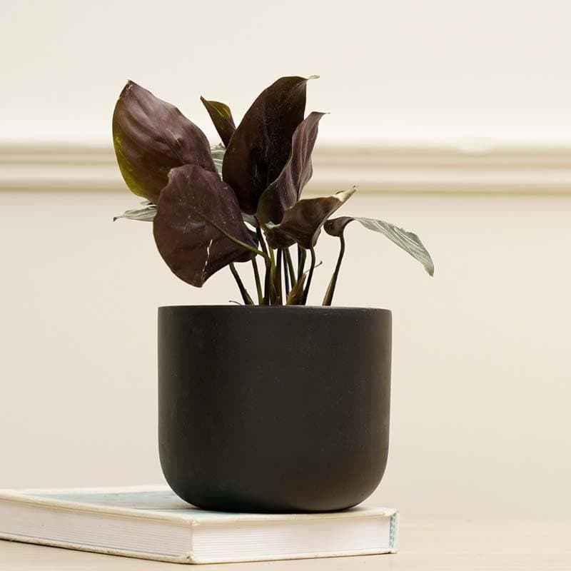 Oh-So Cute Planter- Black media 4