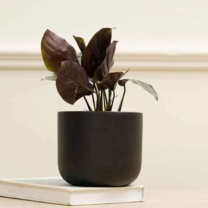 Oh-So Cute Planter- Black media 4