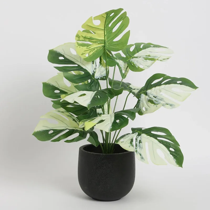 Faux Green & White Monstera Obliqua Plant - 55 Cms media 3