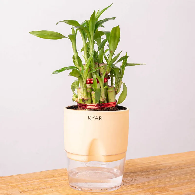 Kyari Bamboo 2 Layer With Self Watering Pot - Ivory media 6
