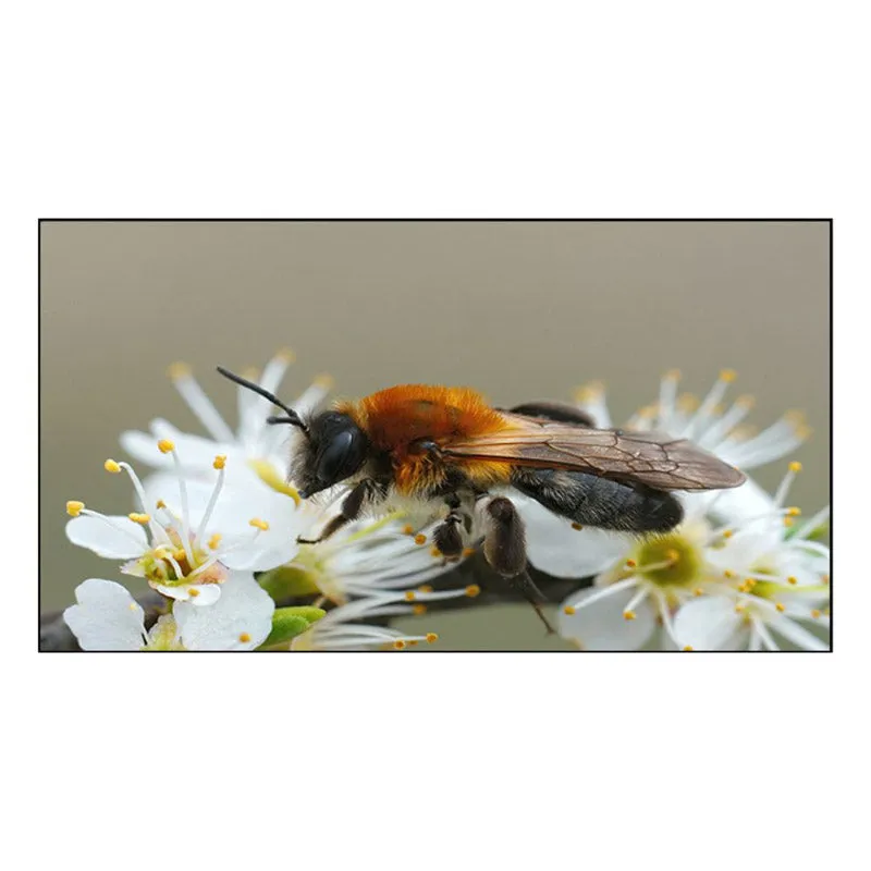 Pollinator Pal Canvas Wall Painting media 3