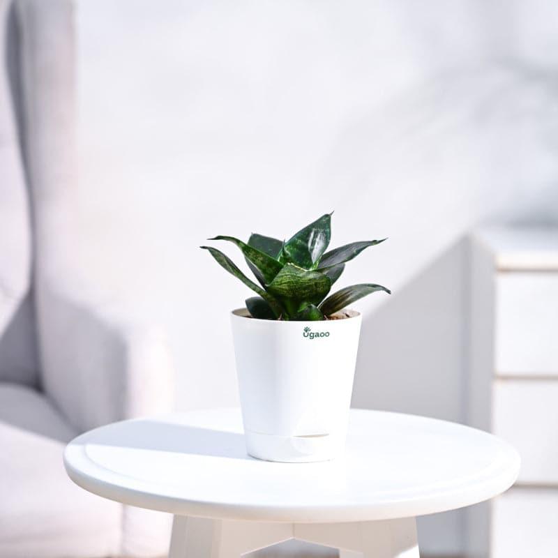 Ugaoo Mini Indoor Plants - Set Of Four media 3
