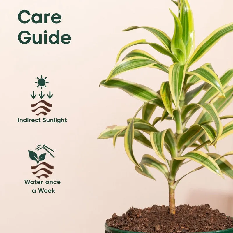 Kyari Song Of India Plant with Self Watering Pot - Green - 5