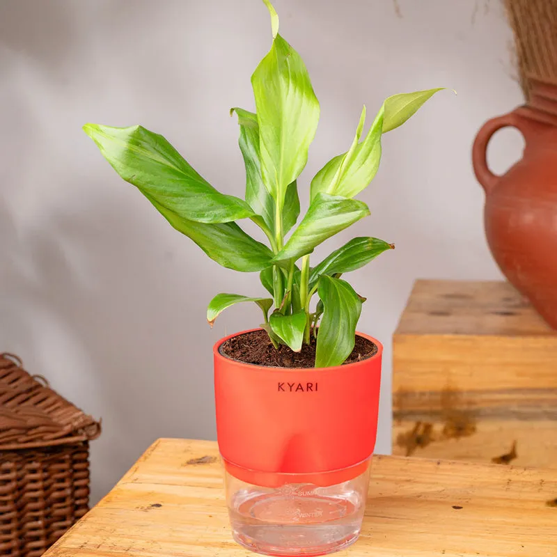 a zz plant ZZ Plant 14