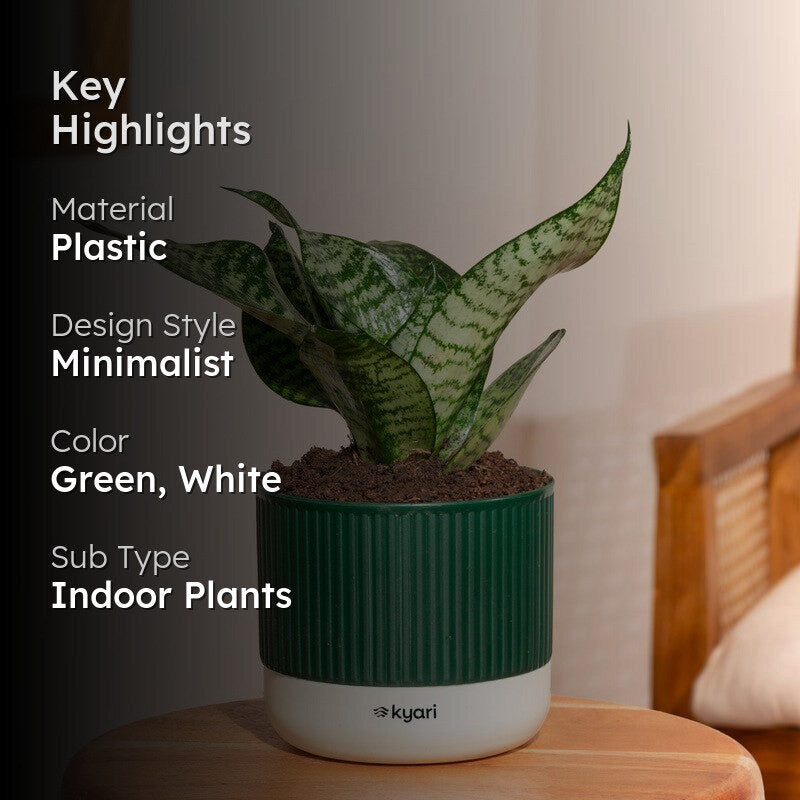 Kyari Snake Plant with Self Watering Pot - Green media 2