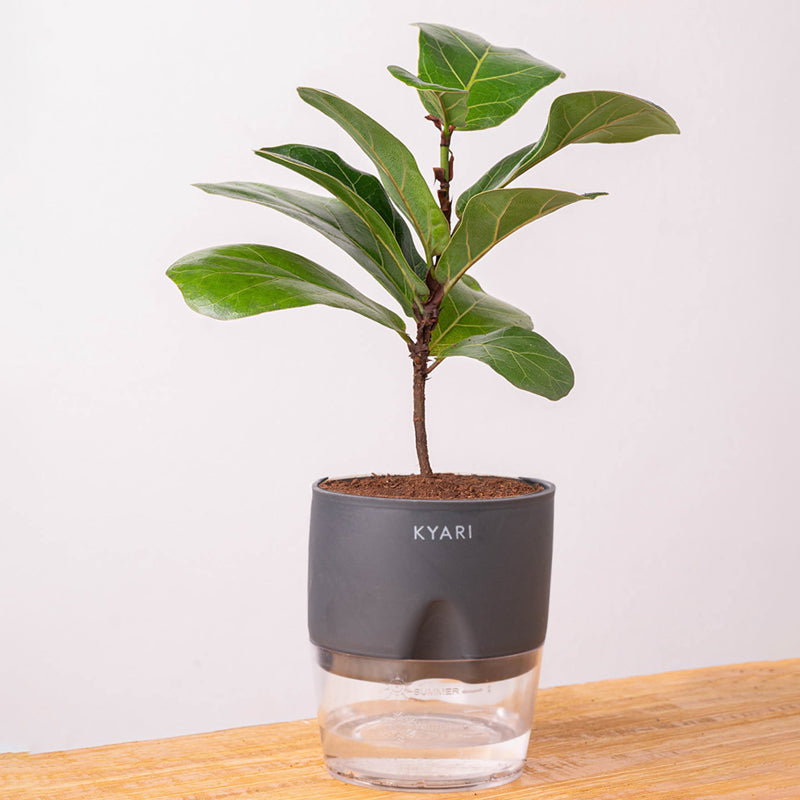 Kyari Fiddle Fig Plant With Self Watering Pot (Grey) - 18 cm media 6