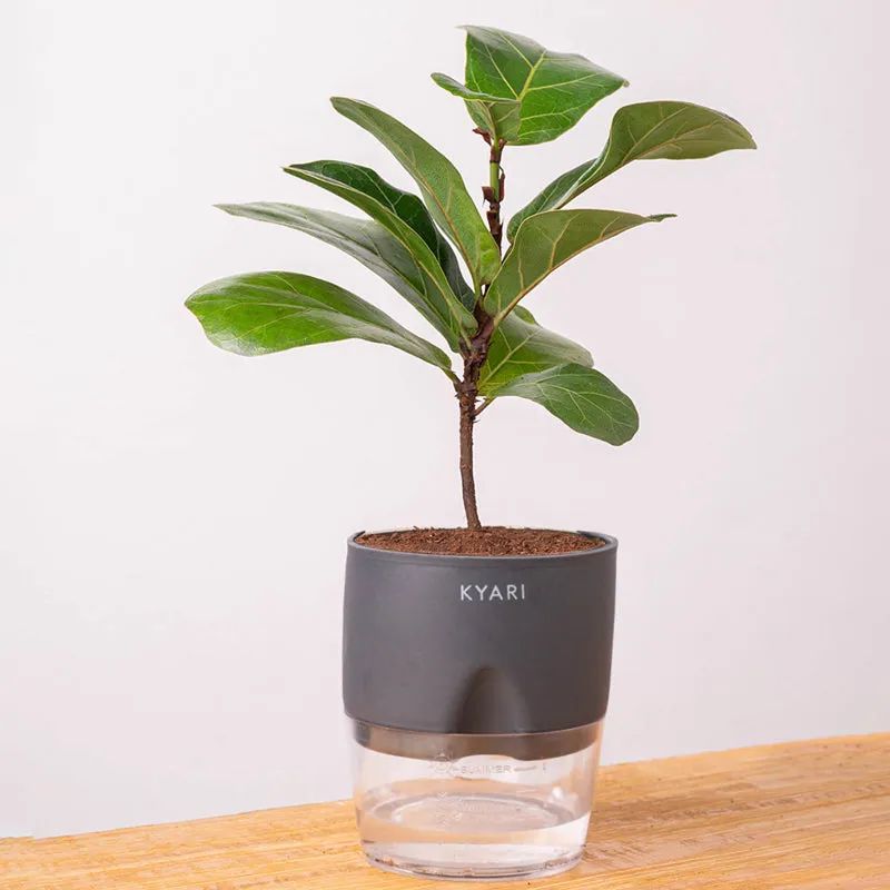 Kyari Fiddle Fig Plant With Self Watering Pot (Grey) - 18 cm media 6