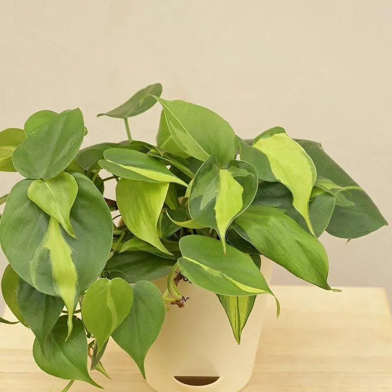 Ugaoo Philodendron Oxycardium And Variegated Live Plant media 5