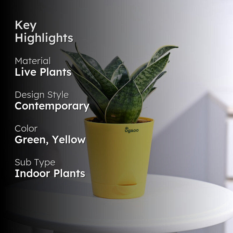 Ugaoo Snake Plant - Golden Hahnii media 2