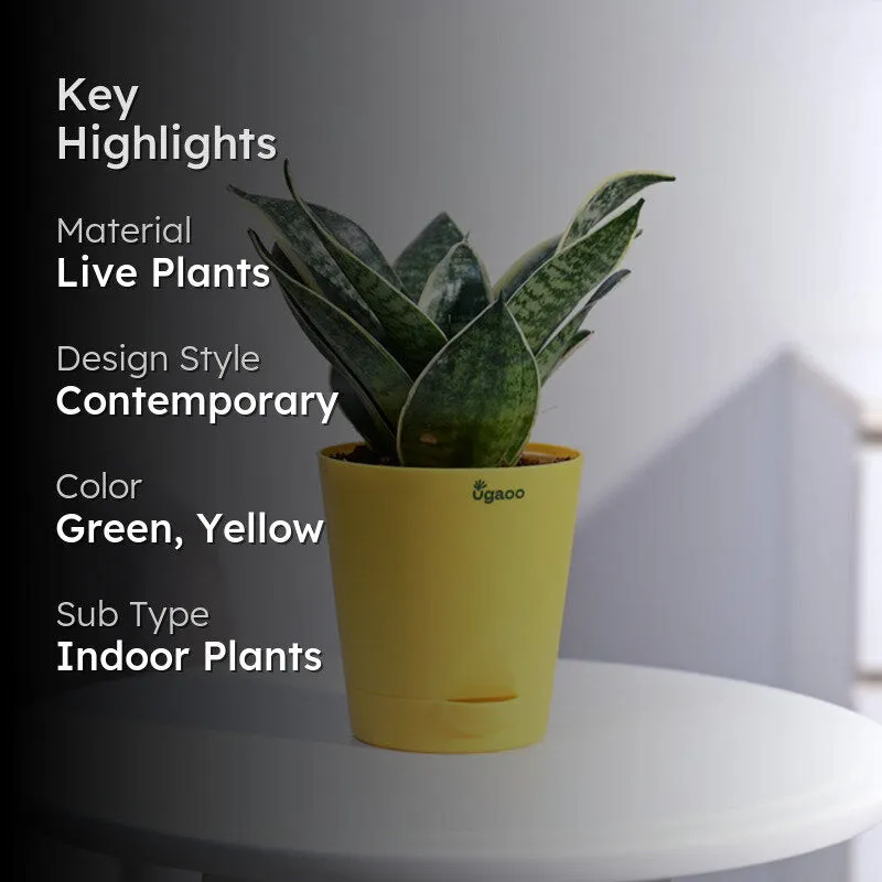 Ugaoo Snake Plant - Golden Hahnii media 2