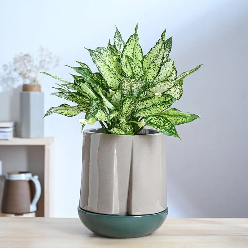 Ugaoo Duke of Drainage Ceramic Planter - Beige media 2
