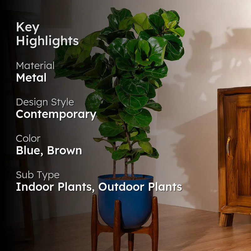 Kyari Bambino Plant With Metal Self Watering Pot (Blue) - 2.4 Feet media 2