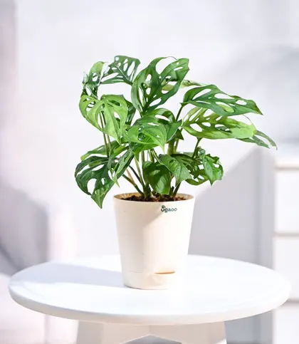 Live Plants