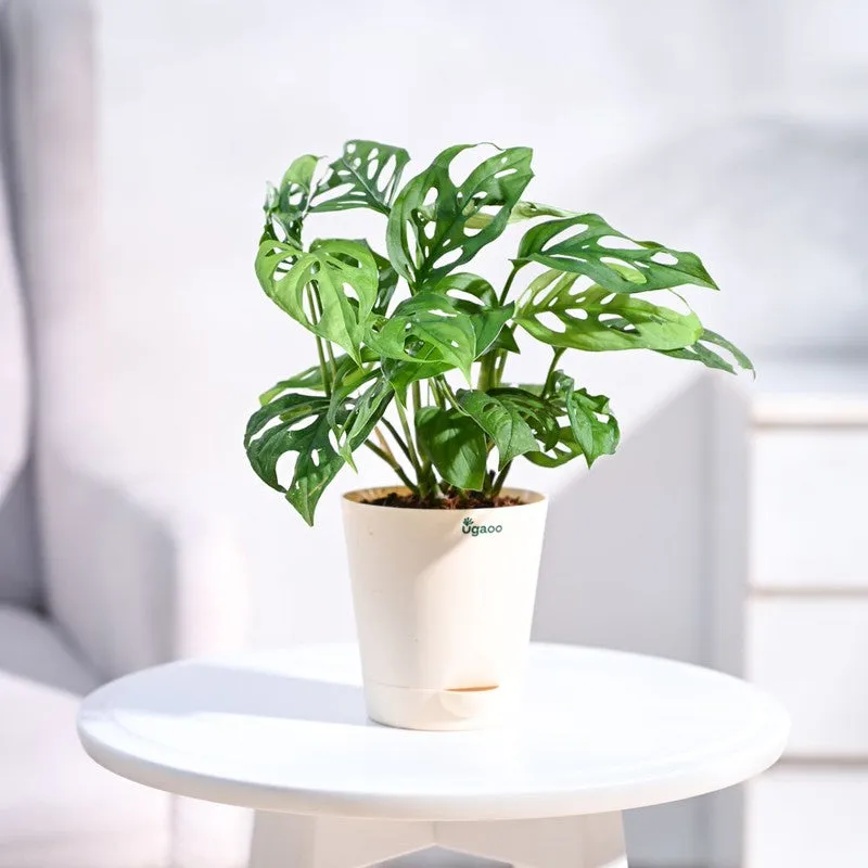 Ugaoo Broken Heart Plant media 1