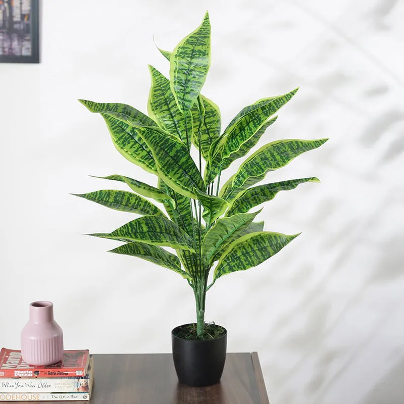 Faux Sloppy Painter Corton Plant With Black Plastic Pot - 2.2 Feet media 3