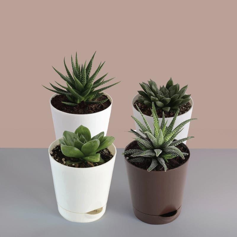 Live Plants