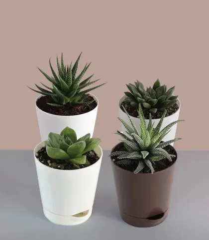 Live Plants