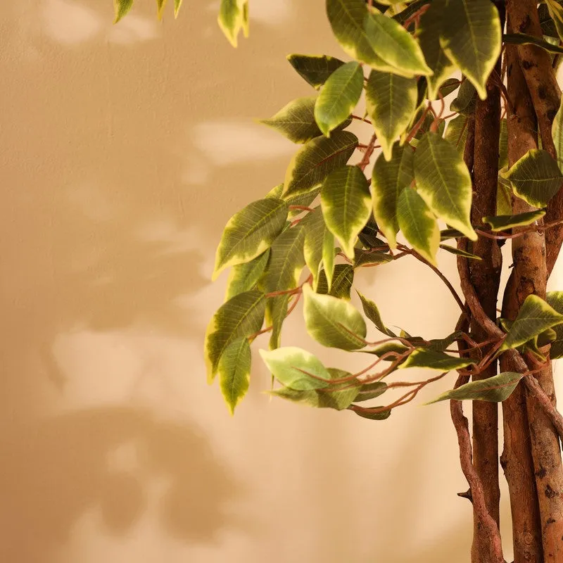 Artificial Variegated Ficus Plant With Black Plastic Pot - 6 ft media 6