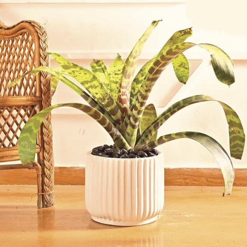 Ugaoo Phoenix Ceramic Pot (25 CM) - White media 3