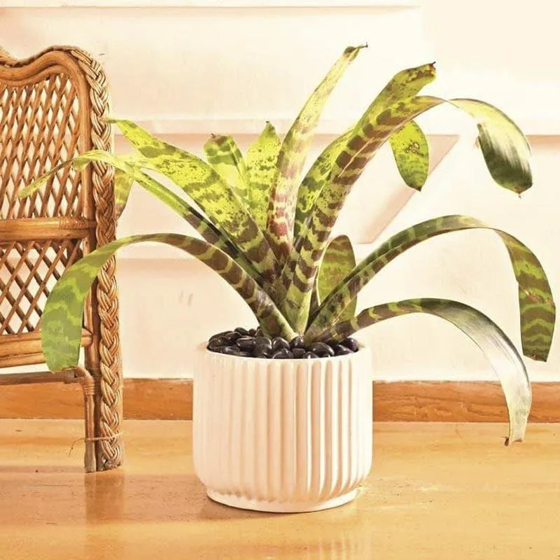 Ugaoo Phoenix Ceramic Pot (25 CM) - White media 3