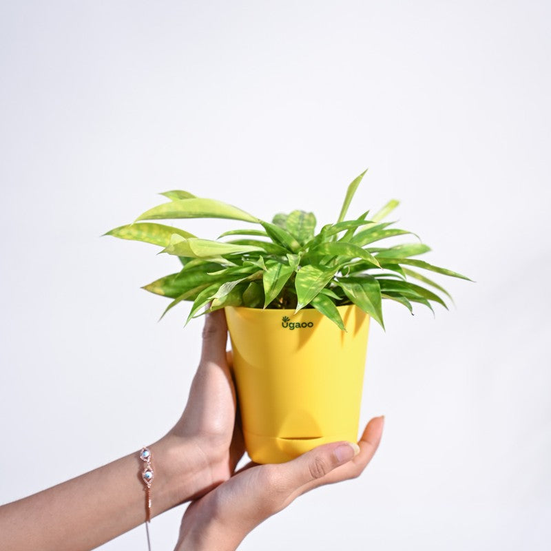 Ugaoo Dracaena Golden Milky Plant media 5