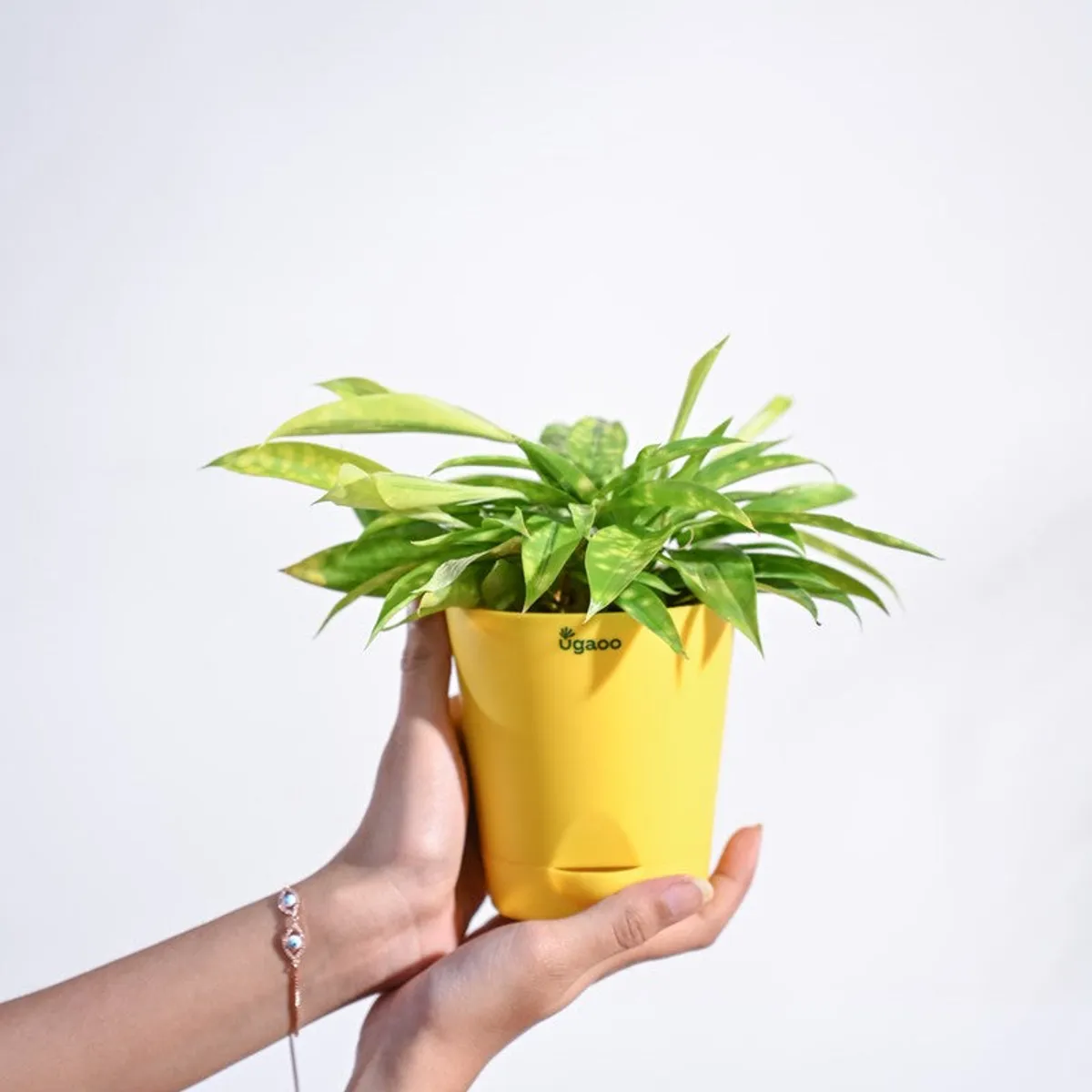 Compact green Dracaena plant in a yellow pot held in two hands