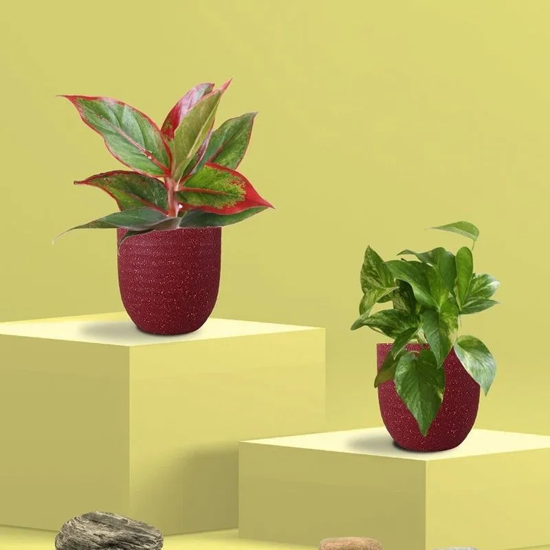 Greenkin Aglaonema & Gold King Live Plants (Red) - Set Of Two media 3