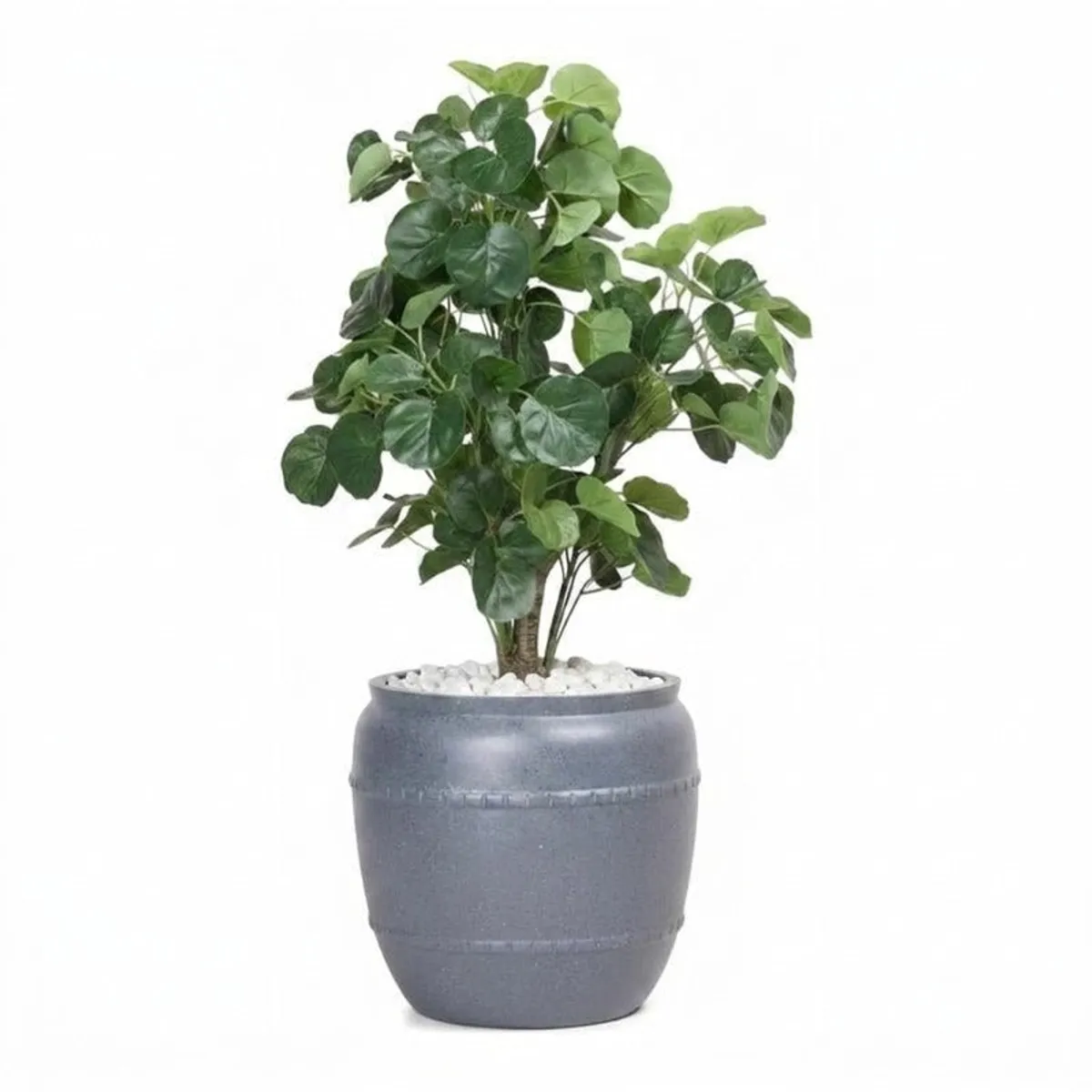 Grey planter with a leafy plant isolated against a white background