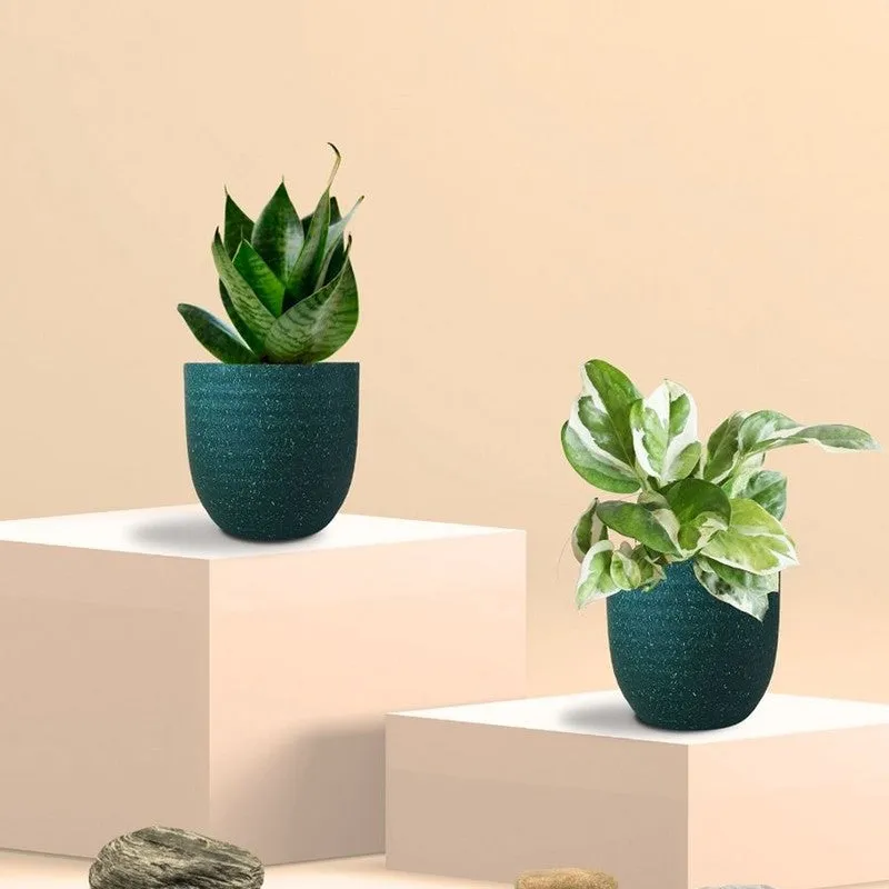 Greenkin Money Plant & Snake Live Plants (Green) - Set Of Two media 3